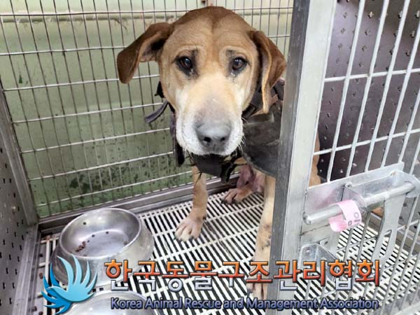 한국동물구조관리협회_441414202400037